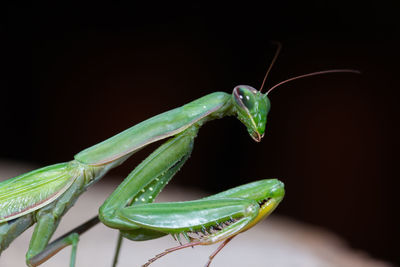 Mantis patiently posing at sunset and lurking. close up of insect in the nature