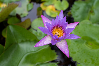 Close-up of purple lotus water lily in pond