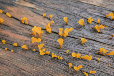 High angle view of leaf on wooden table