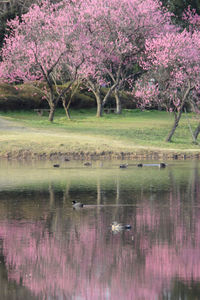 View of cherry blossom tree by lake