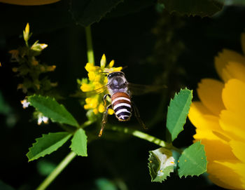 Close-up of butterfly pollinating on yellow flower