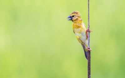 Golden weaver perching on cable