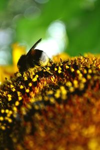 Close-up of bee pollinating on flower