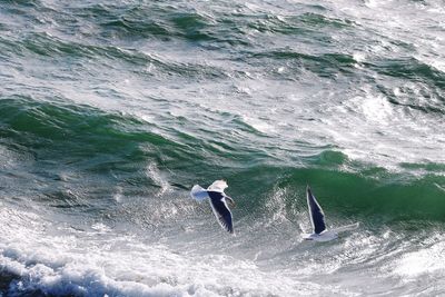 Seagull flying over sea