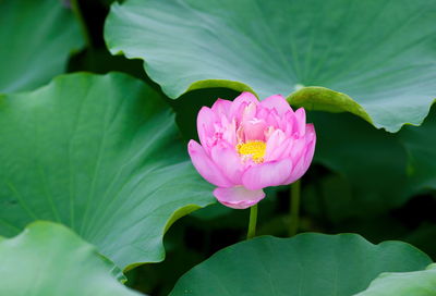 Close-up of pink water lily