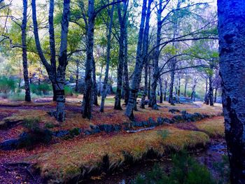 View of trees in forest