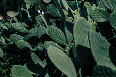 High angle view of leaves on plant