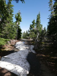 Scenic view of forest against clear sky