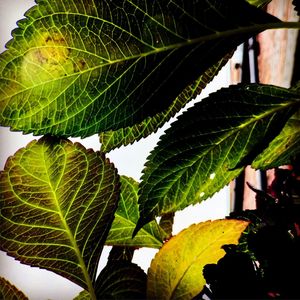 Close-up of leaves against sky