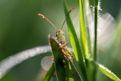 Close-up of grasshopper on wet plant