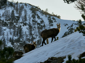 View of chamois on snow covered field