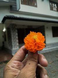 Close-up of hand holding orange flower against blurred background