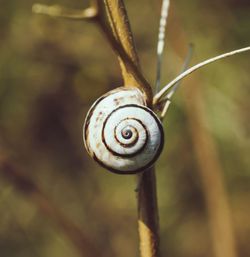 Close-up of snail