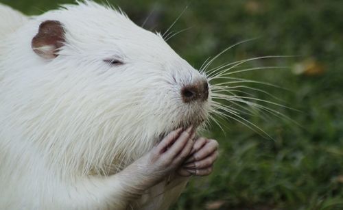 Close-up of nutria