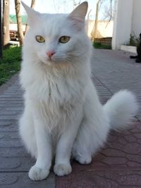 Close-up portrait of white cat