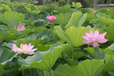 Close-up of pink flowers
