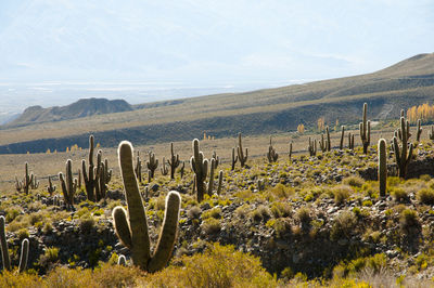 Cactus growing in desert against sky