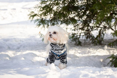 Portrait of a dog on snow