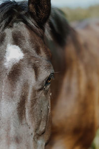 Close-up of a horse