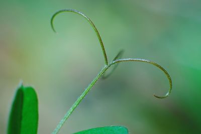 Close-up of green plant