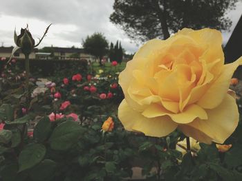 Close-up of yellow rose blooming outdoors