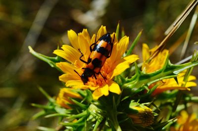 Close-up of bee pollinating on yellow flower