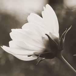 Close-up of white flower