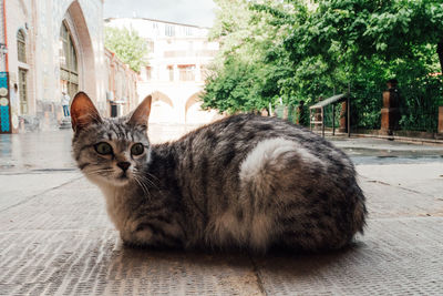 pet