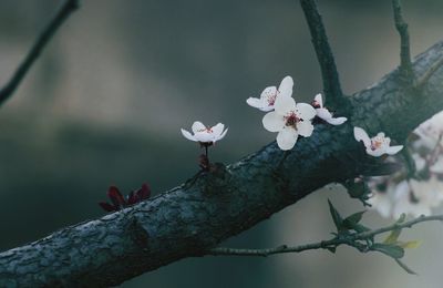 Close-up of flowers on branch