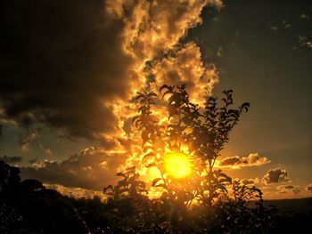 Silhouette tree against sky during sunset