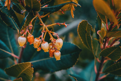 Close-up of berries growing on tree