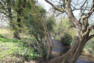 Scenic view of trees in forest