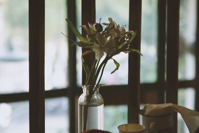 Close-up of flower on window sill