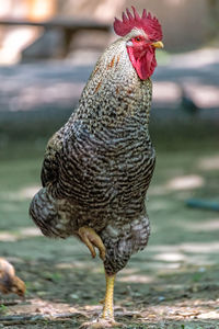 Close-up of chicken on field