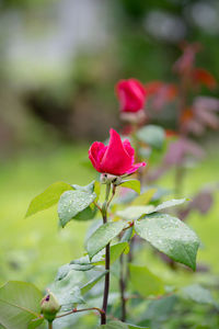 Close-up of pink flower blooming outdoors