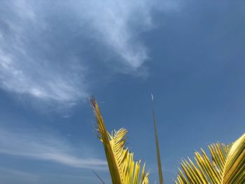 Low angle view of plants against blue sky