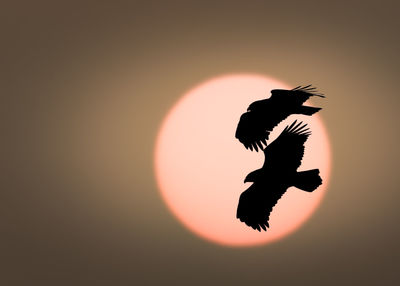 Silhouette bird flying in sky