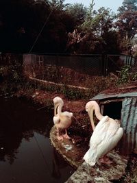 Swan on lake