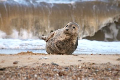 High angle view of sea lion on rock at beach