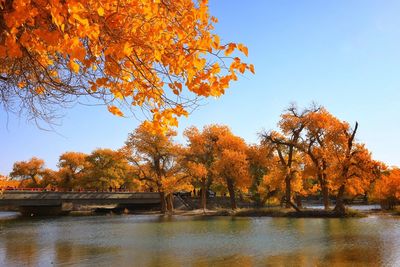 Scenic view of autumn trees by river against clear sky