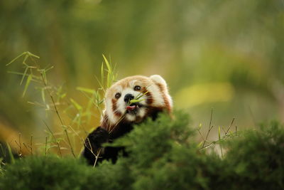 Close-up of red panda in grass