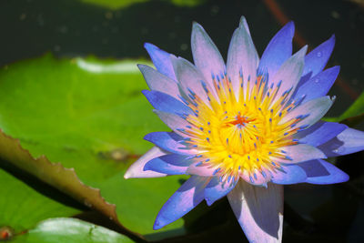 Close-up of purple water lily in pond