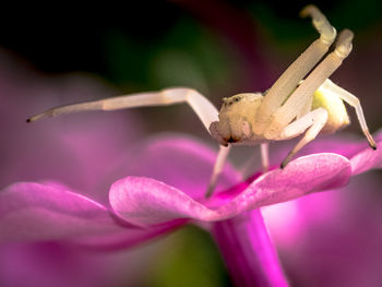 Close-up of insect on pink flower