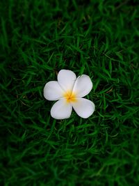 Close-up of white flower blooming in grassy field