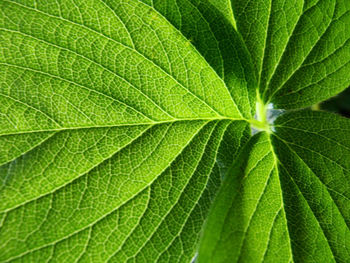 Full frame shot of green leaves