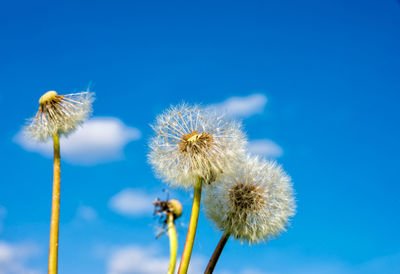 Close-up of wilted dandelion against blue sky