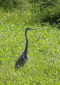 Bird on grassy field