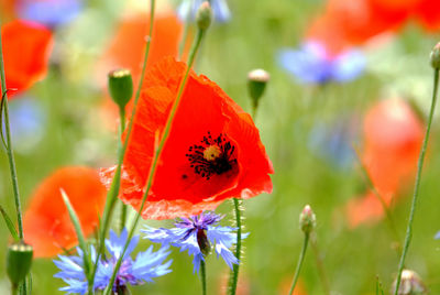 Close-up of red poppy flowers