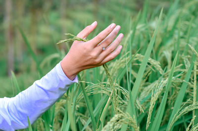 Cropped hand of man gardening at farm