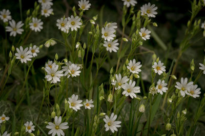 High angle view of white flowering plants on field